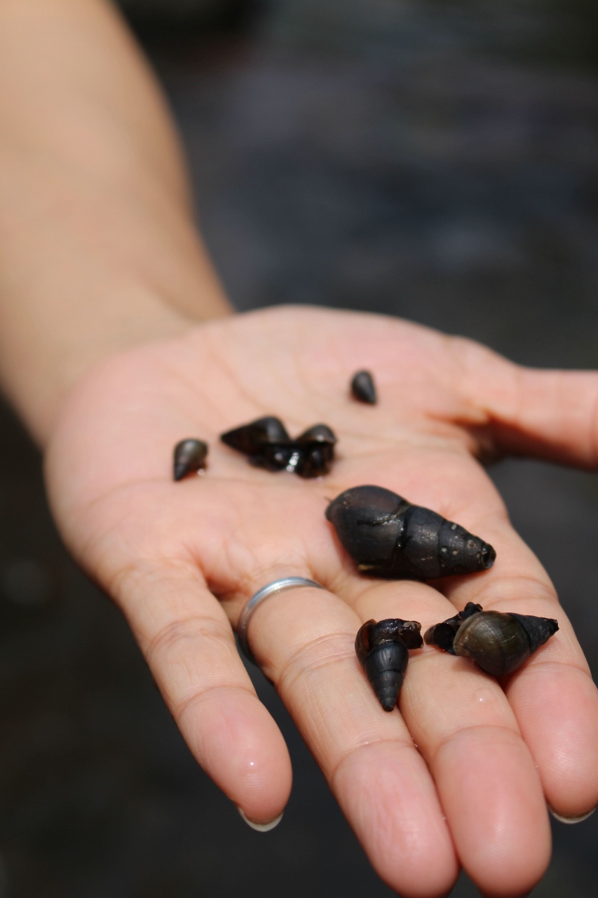 The fireflies feed on these thiaridal snails.