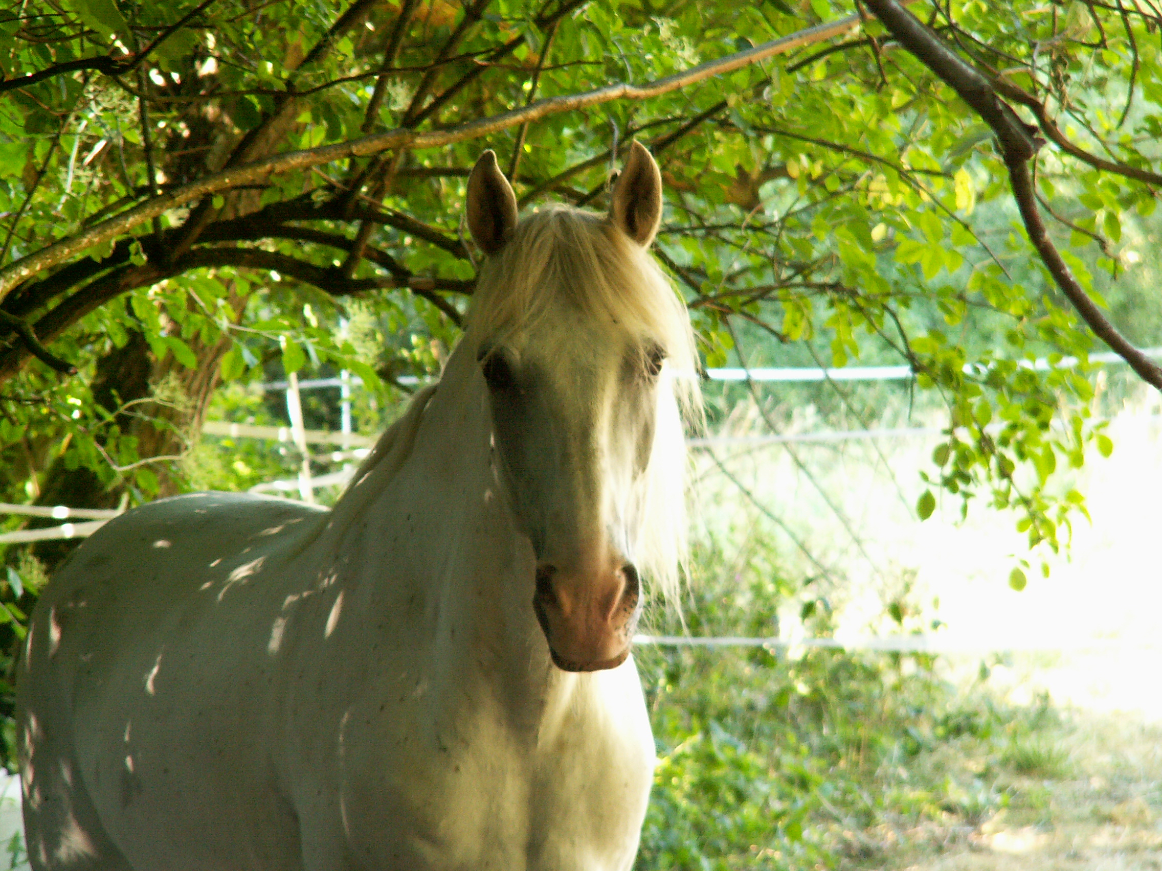 Recovered and healthy mare