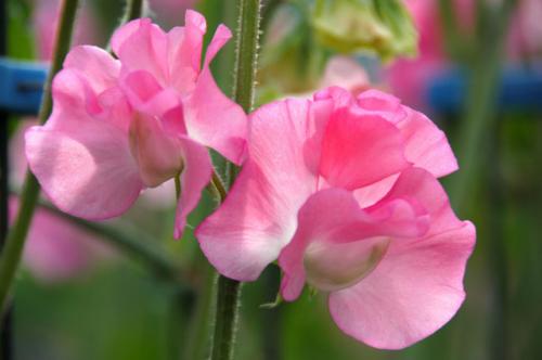 Sweet Pea Flowers