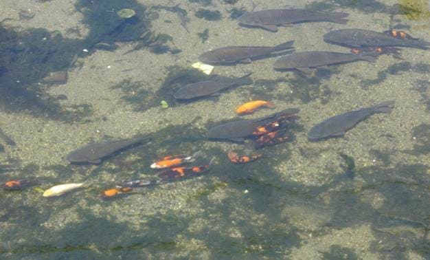 Five years from the start of this activity fish have returned to the river, and local people released colored carp into the water and enjoy watching them now.