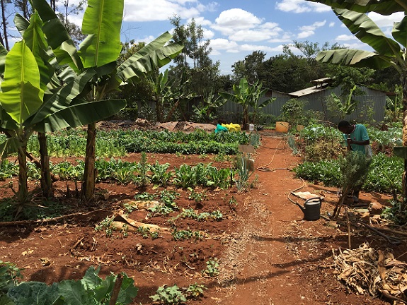 EM Technologies' model farm uses EM compost made from vegetables waste collected at the market