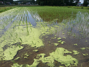 Paddy field right after the rice planting (2013). 150L of AEM per 1,000m² was applied five times.