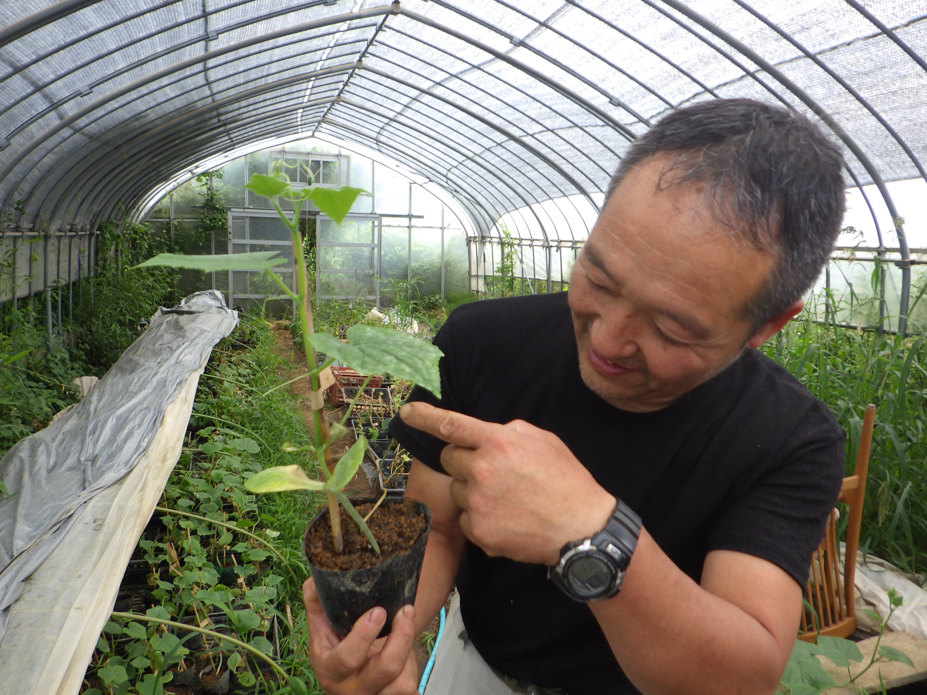 (Photo 2) Grafted cucumber