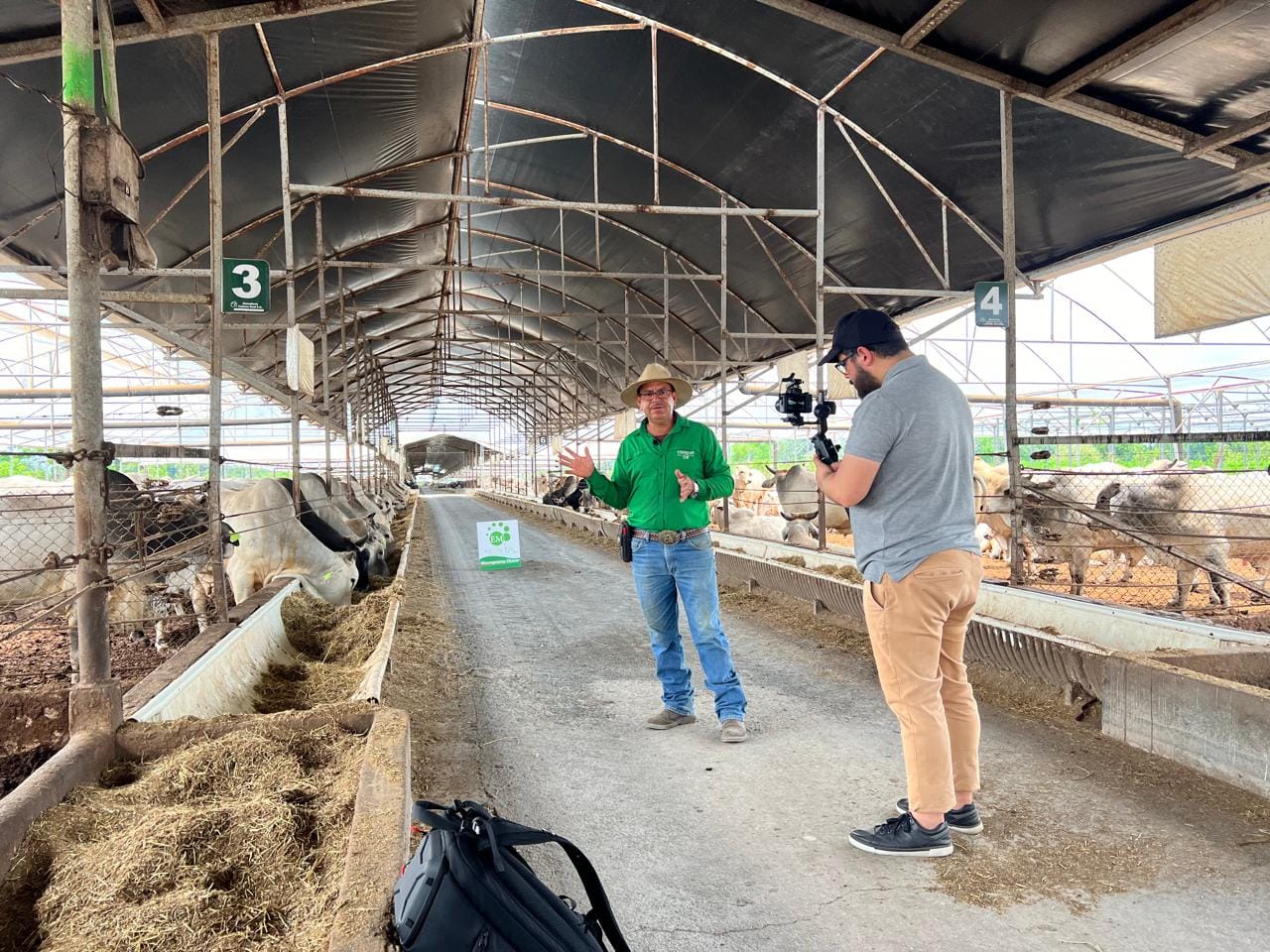 Feedlot video shooting