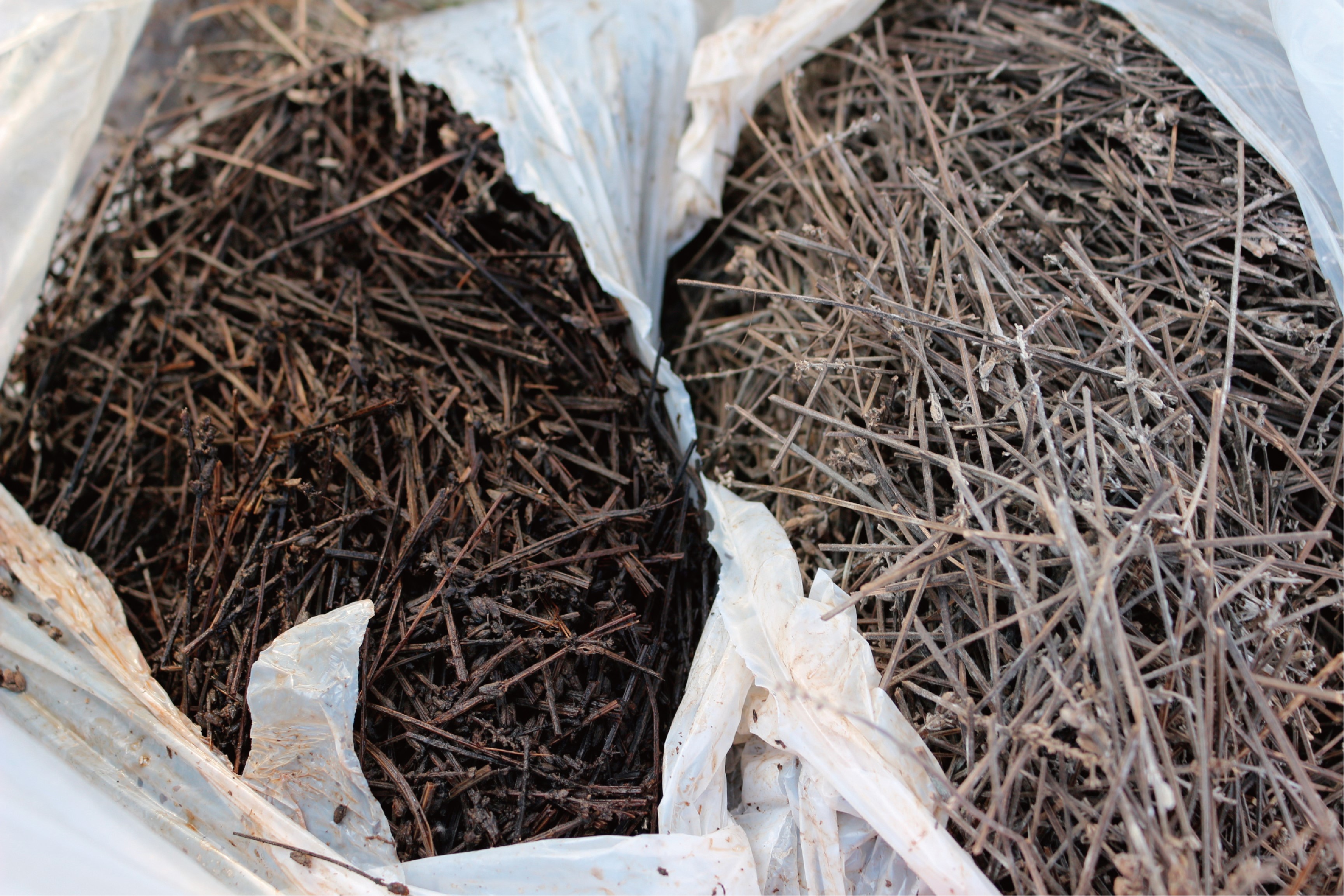 AEM is added to the residue of lavender and ferment it to use as fertilizer.
Residues well fermented (left) and before fermentation (right)
