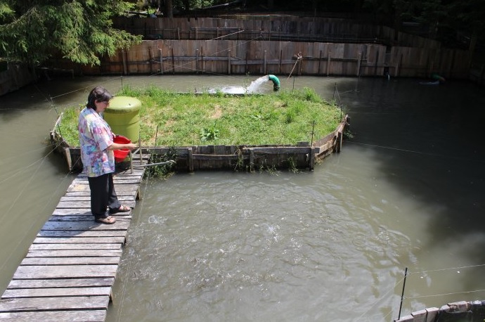 Ms. Susanne Flückiger, the owner, feeding the trout fish