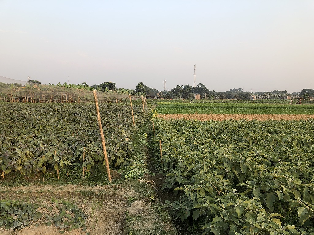 EM treated field (right) and conventional farming field (left)