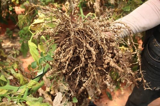 (Photo 2) 
Roots from control area affected and full of nodules