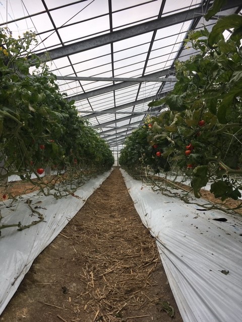 Inside Mr. Arakaki's greenhouse