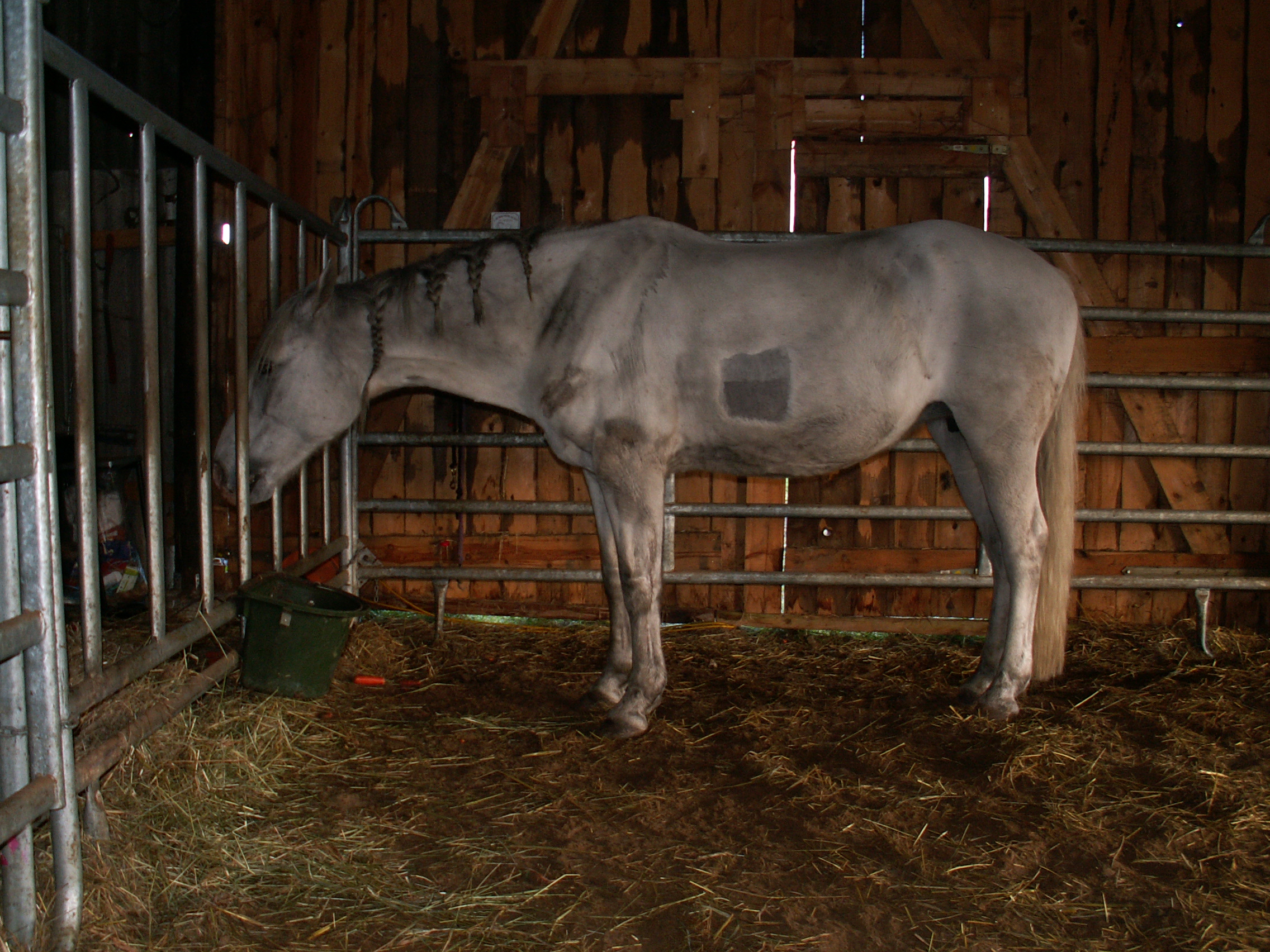 Tanja's mare in the stable