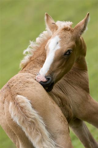 Healthy colt