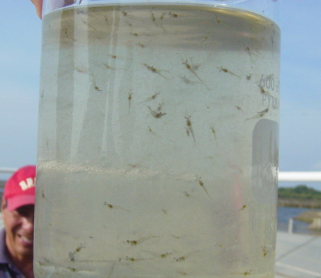 Healthy shrimp larvae