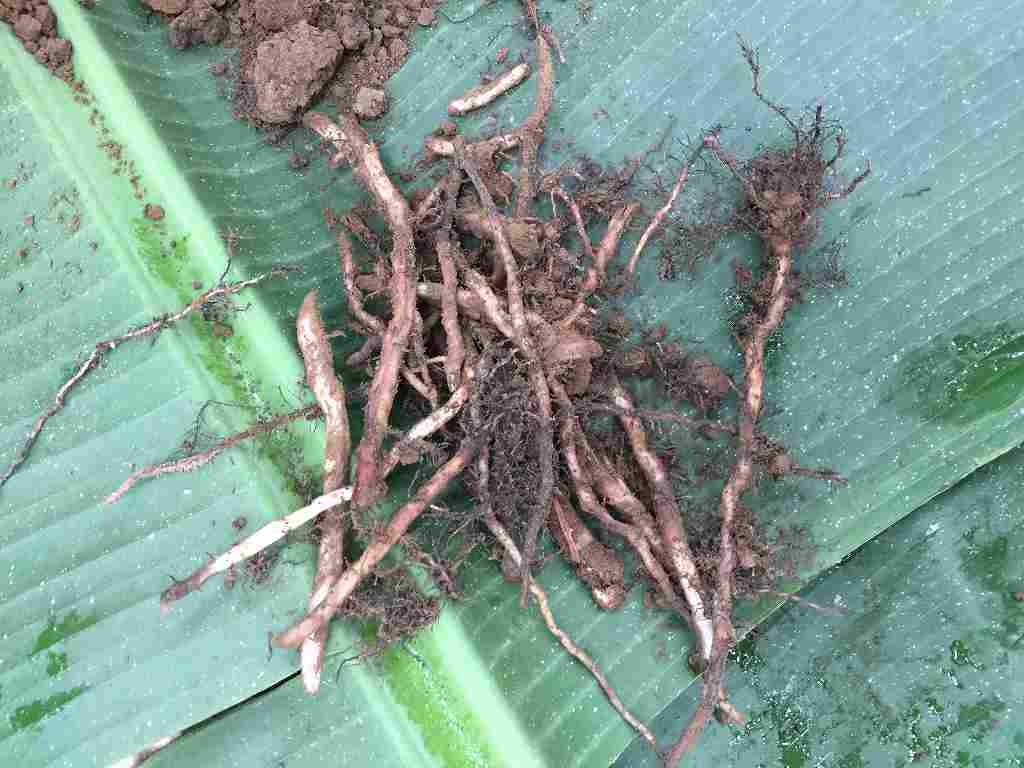 (Photo 2)
Roots from EM treated area look healthy and big