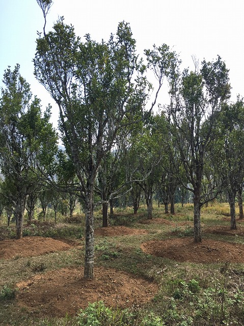 Moringa tress 