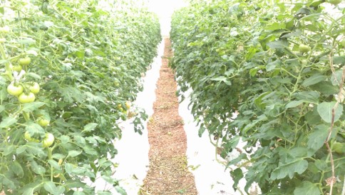 Walking areas in greenhouses