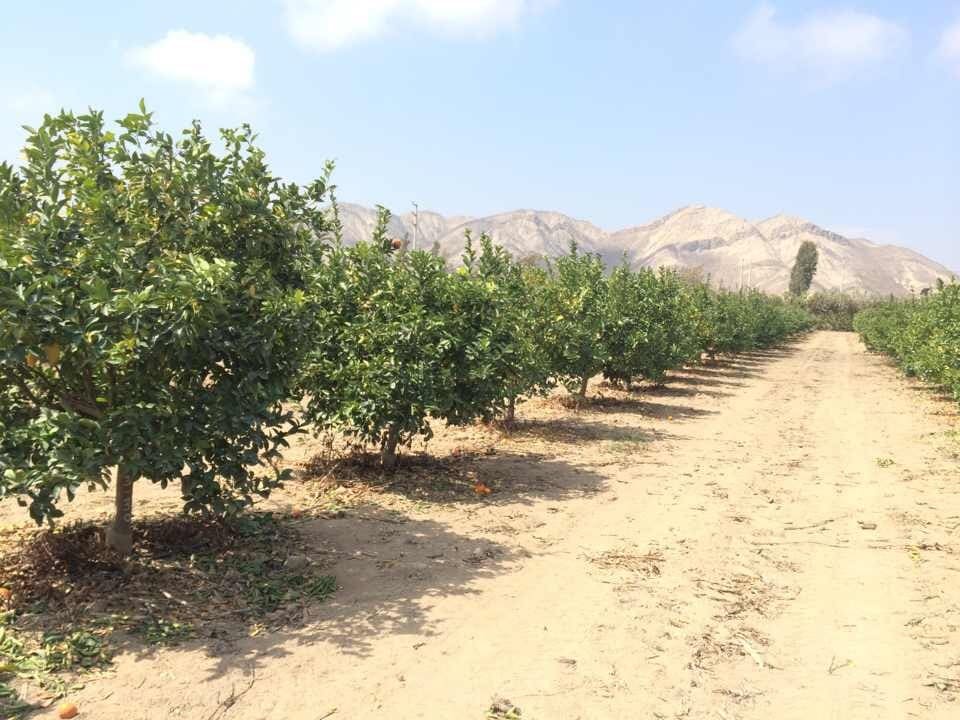 Orange farm after the harvest