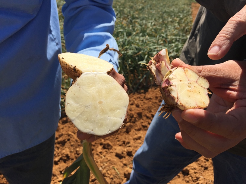 (Photo 2)
EM treated healthy garlic are white and no change of color is detected (left)