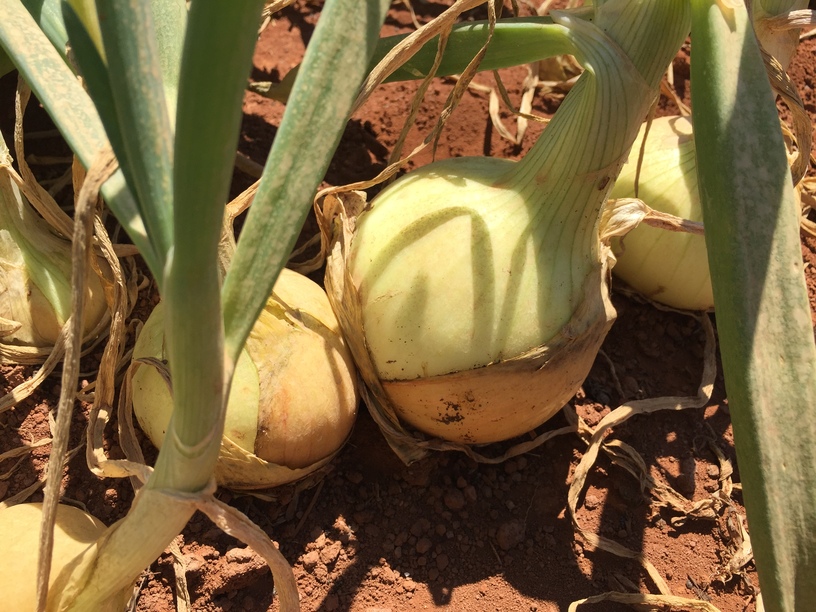 (Photo 5)
Healthy onions grow uniformly at the same size 