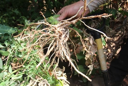 (Photo 3)
Roots from EM area free of disease