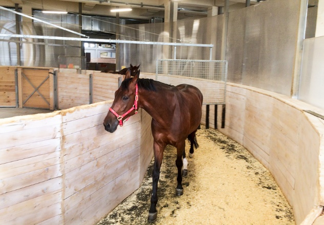 Horse running stall