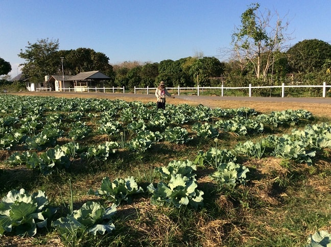 Watering with diluted Activated EM promotes the environment of good microorganisms