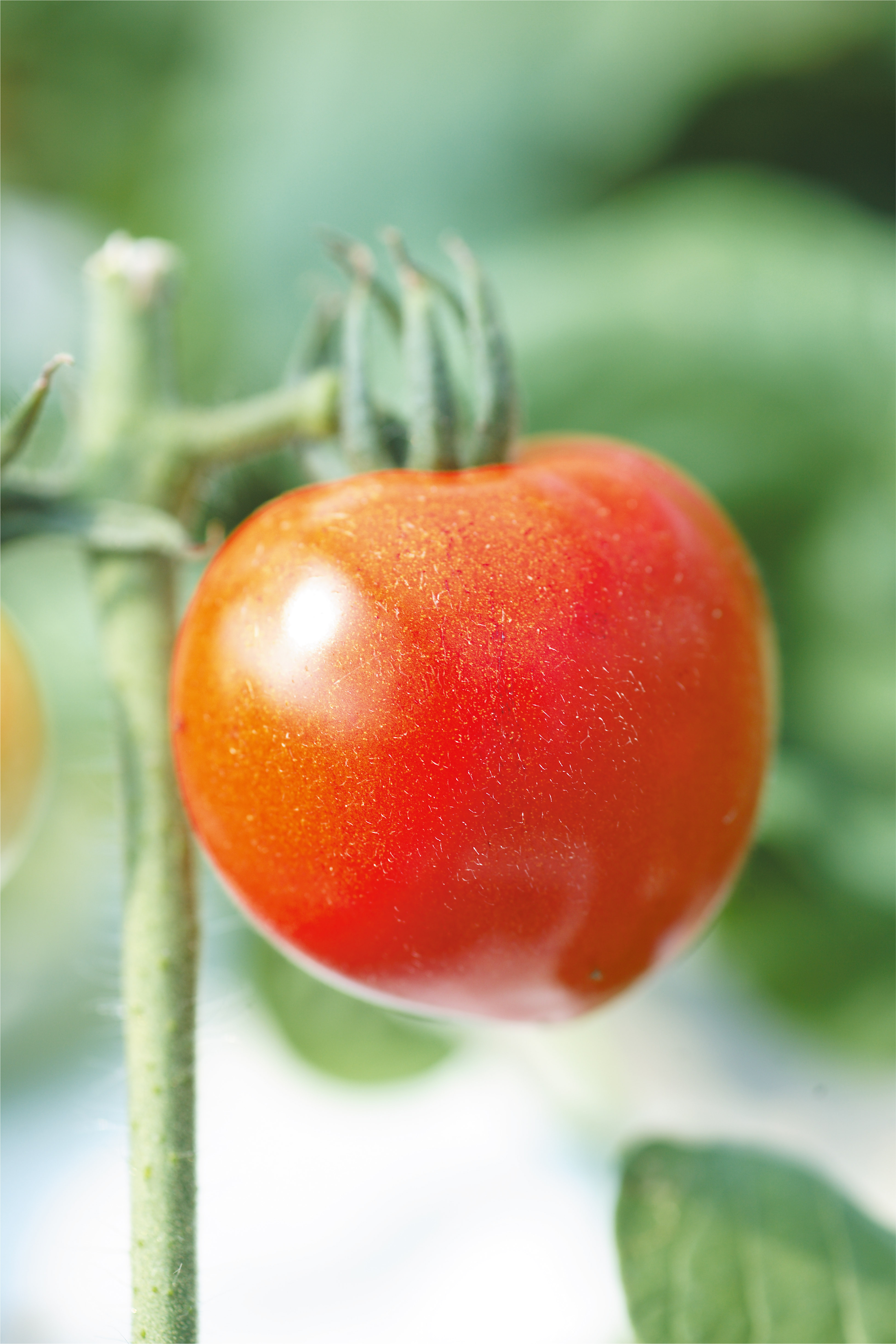 Tomato growing beautifully in Mr. Arakaki's Farm