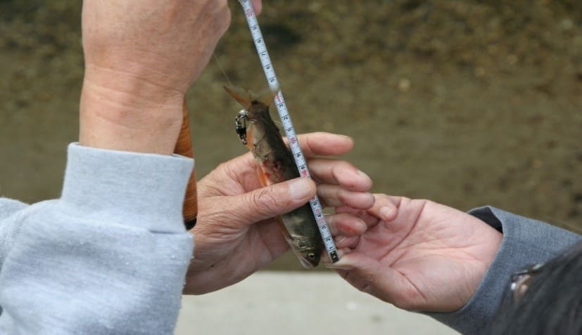 In 2008, eight years after the activities began, Ayu (sweetfish) also been identified swimming upriver, and this has been widely reported in the local media.