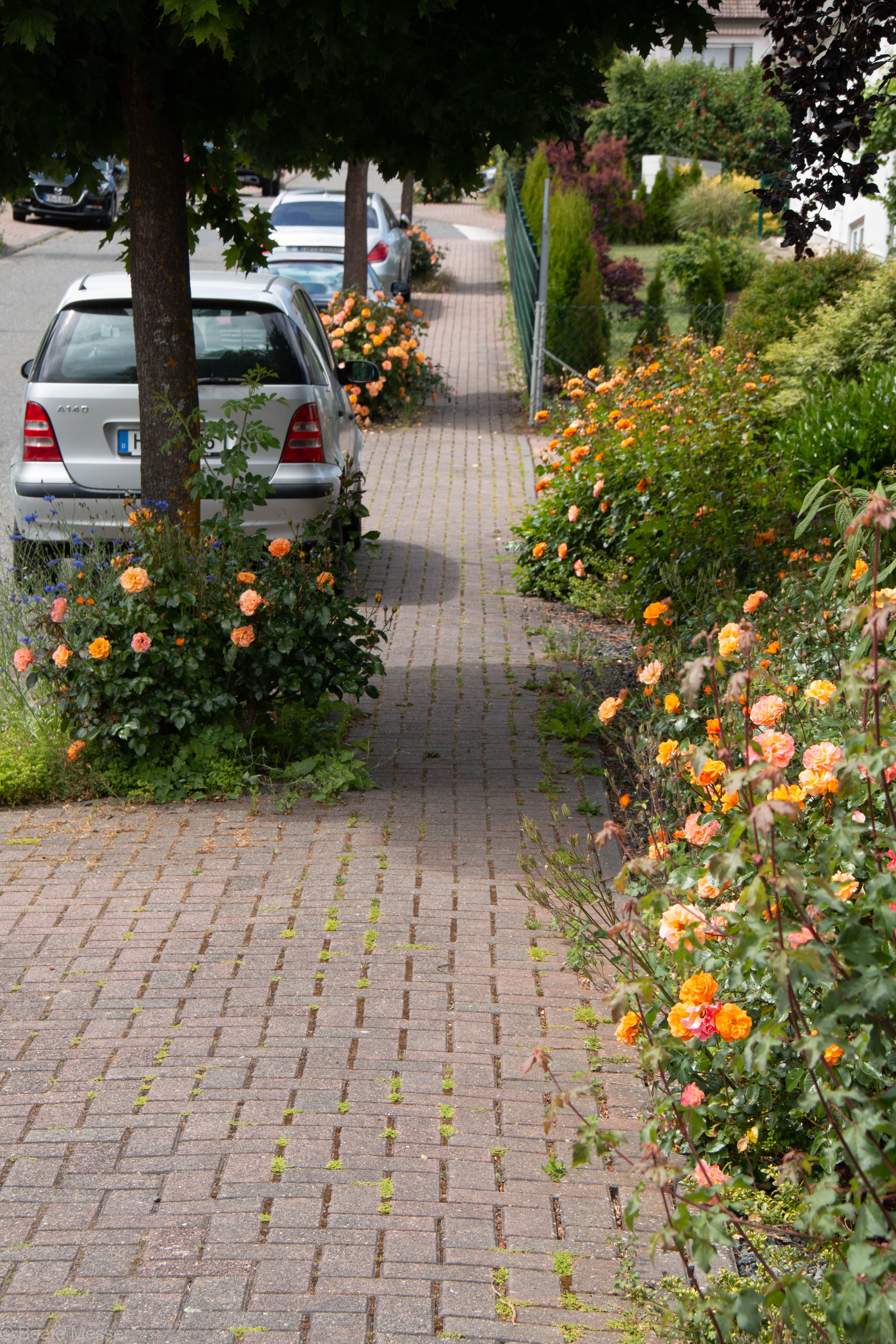 Roses on the street