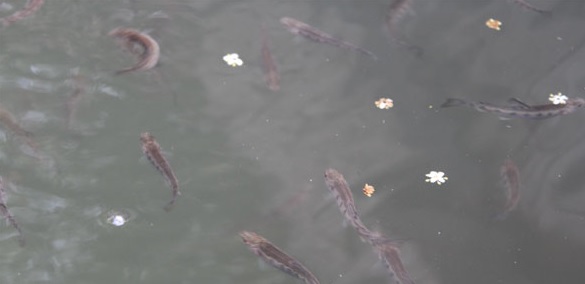 Happy and health trouts living in a low density in ponds