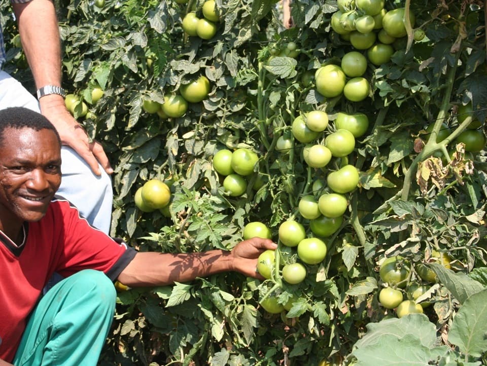 Growing healthy tomatoes