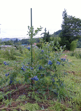 Blueberry used for the pilot test