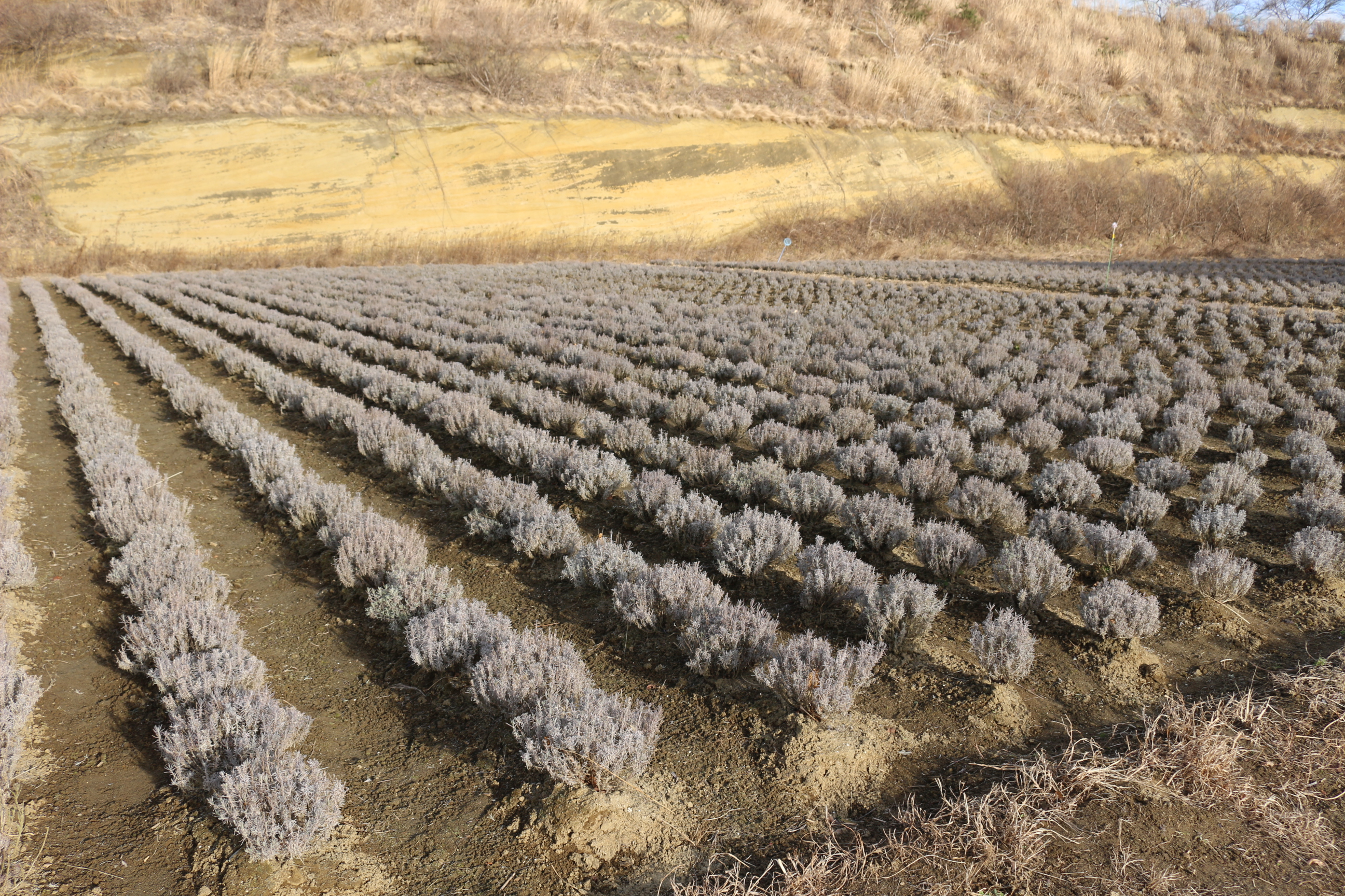 Field of lavender after using EM.
Originally was as the clay soil seen in the back.