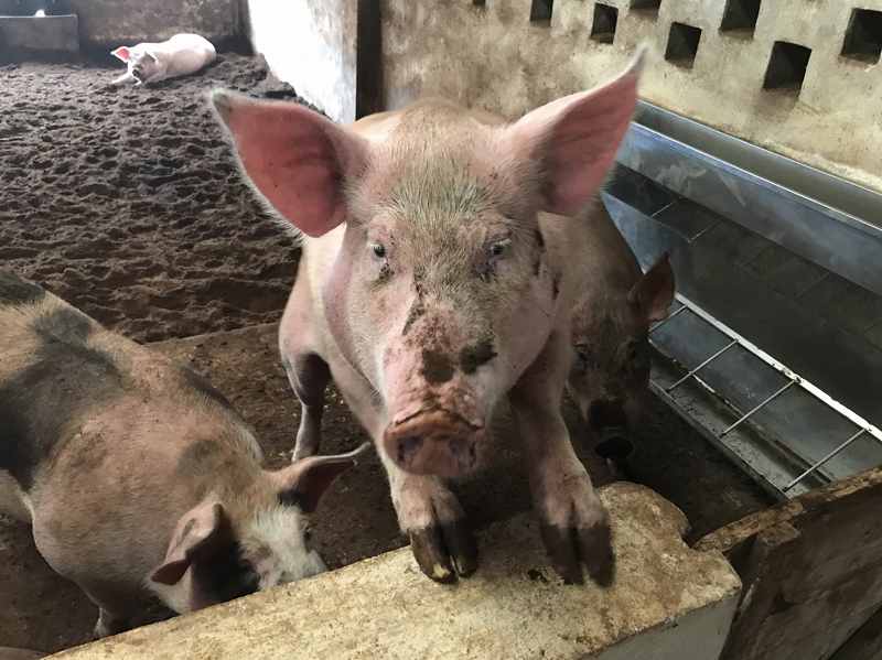 Healthy and happy pigs