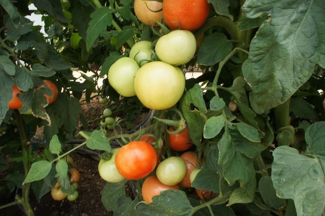 Healthy tomatoes