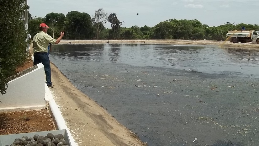 Photo 8: Application of EM Mudballs into the pond.