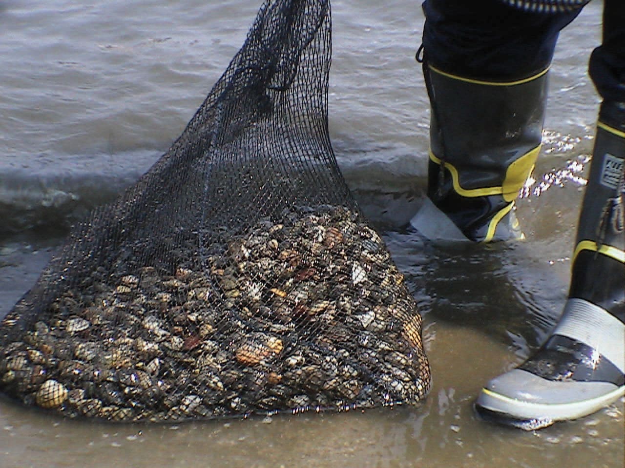 Large catch of clams