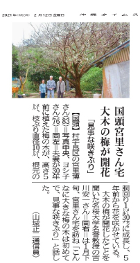 Photo 5: A large Ume (Japanese plum) tree blossoming at the Miyazato’s house
2/5/2021 (provided by Okinawa Times)
