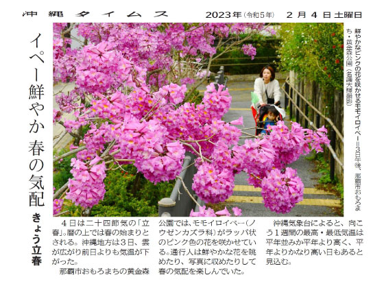 Ipe rosa with bright pink flowers in Koganemori Park, Omoromachi, Naha City, on the afternoon of March 3rd. (Photo by Daiki Nago)