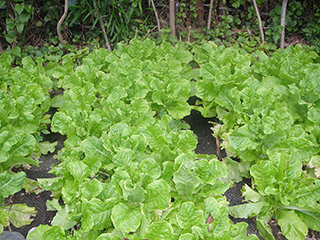 2. Almost no weeds have grown, and the growth of the plants in the second half will be faster.