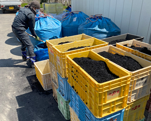 Divided EM graviton charcoal into small containers; one container is for two apple trees.