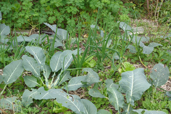 Post-harvest cauliflower and onions