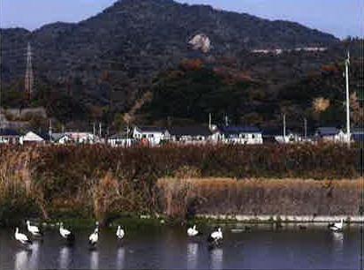 Stork that flew to Shinikegawa (January, 2019)