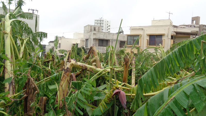 The area devastated by the typhoon