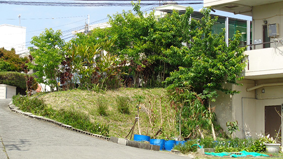 The cherry tree outside has grown bigger.