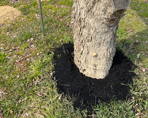 Spreading around the tree base 