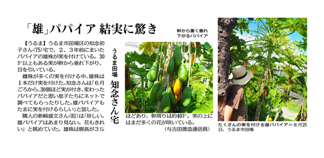 ​​​​​​​Photos: Papayas hanging heavily from the trunk A male papaya tree bearing many fruits (August 25, in Taba, Uruma City). September 6, 2024 Astonished by a “male” papaya tree bearing fruit. 