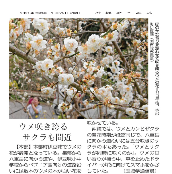 Photo 8: Ume (Japanese plum) blossoms are in full bloom
1/24/2021 (provided by Okinawa Times)