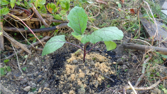 Planted an eggplant and put a little Bokashi around the plant