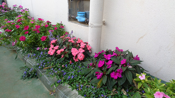 A flower bed on the veranda of the 3rd floor office. The soil is 5 to 7 cm deep.