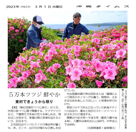 Workers taking care of the azaleas in preparation for the opening of the “Azalea Festival” 
at the Azalea Garden in the Village People's Forest in Higashi Village on February 28th. 